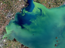 Satellite image of Lake Erie bloom