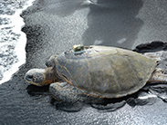 turtle with satellite tag